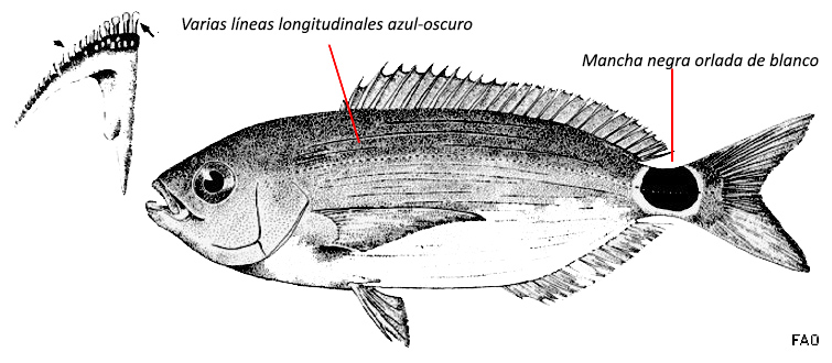 Oblada melanura_01.jpg